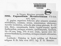 Capnodium mesnierianum image